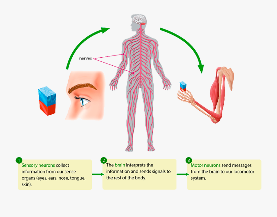 Transparent Organ Clipart - Illustration, Transparent Clipart