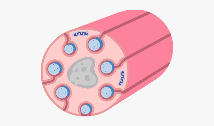 An Image Showing Schwann Cell Containing Several Small-diameter - Schwann Cells, Transparent Clipart