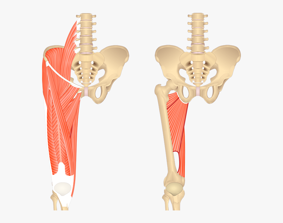 Adductor Magnus Muscle - Sartorius Attachment , Free Transparent