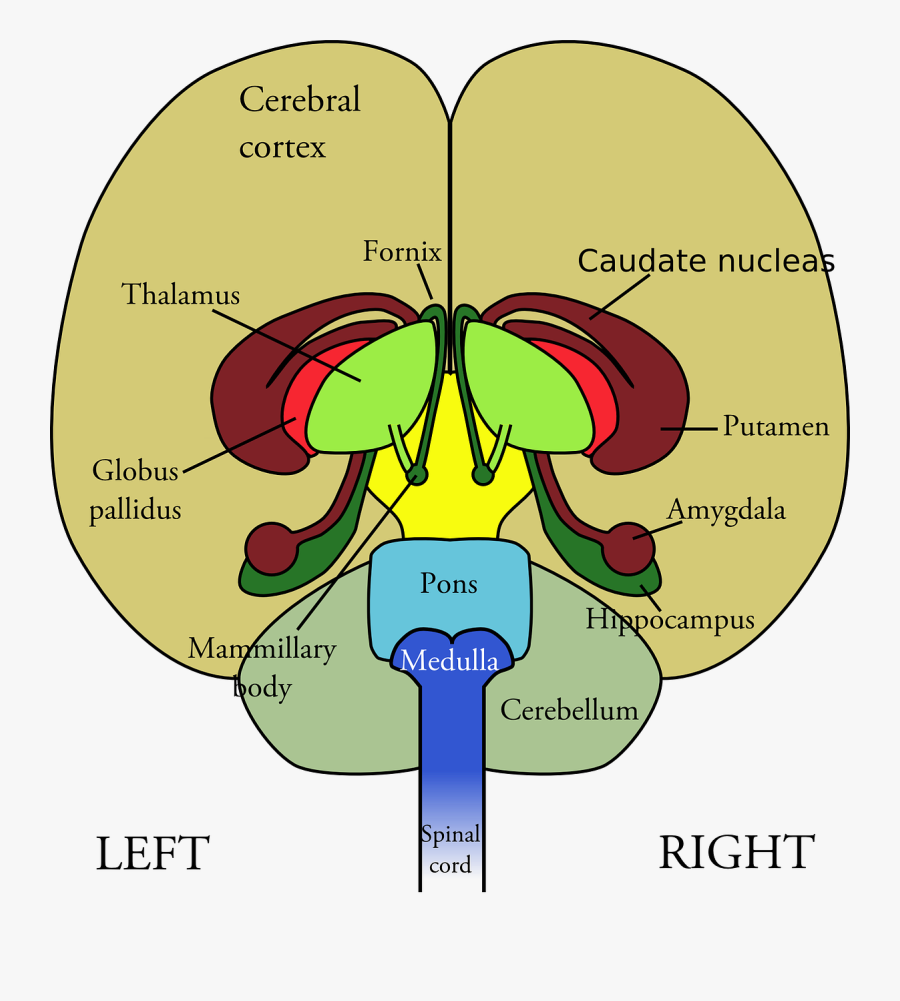 Transparent Nervous System Png - Brain Anatomy Frontal View, Transparent Clipart