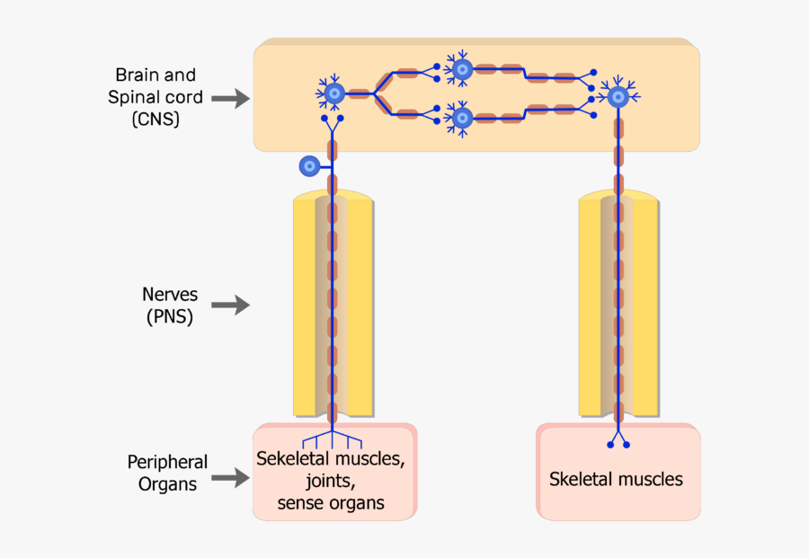 Transparent Nervous System Png - Somatic Nervous System Neuron, Transparent Clipart