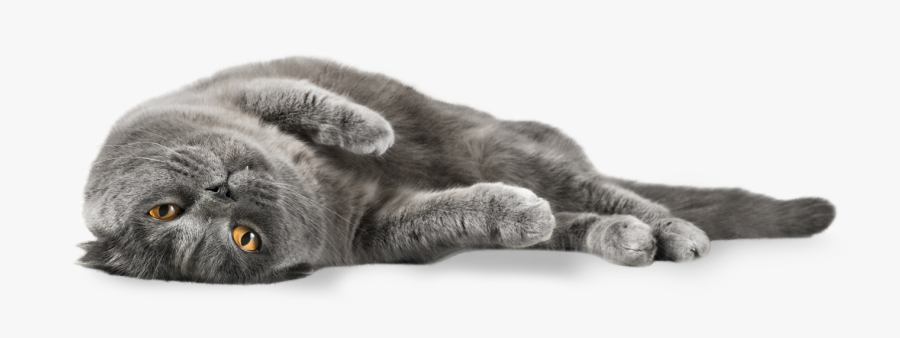Lazy Gray Cat - Cat Laying Transparent Background, Transparent Clipart