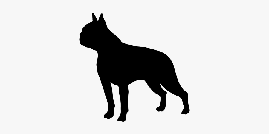 Boston Terrier Border Collie Golden Retriever Chinese - Bu Student Government, Transparent Clipart
