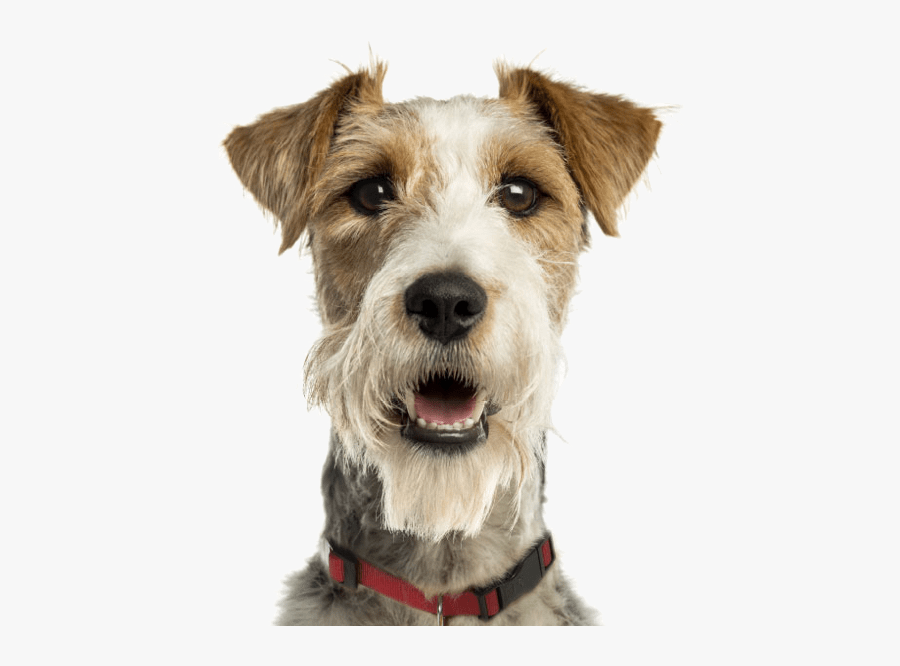 Clip Art Jack Russell Puppies Dogs - Fox Terrier, Transparent Clipart