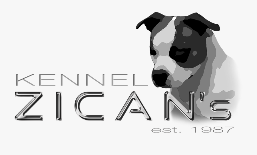 Boston Terrier, Transparent Clipart