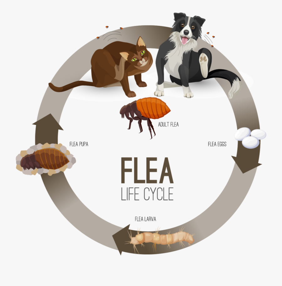 Flea Life Cycle, Transparent Clipart