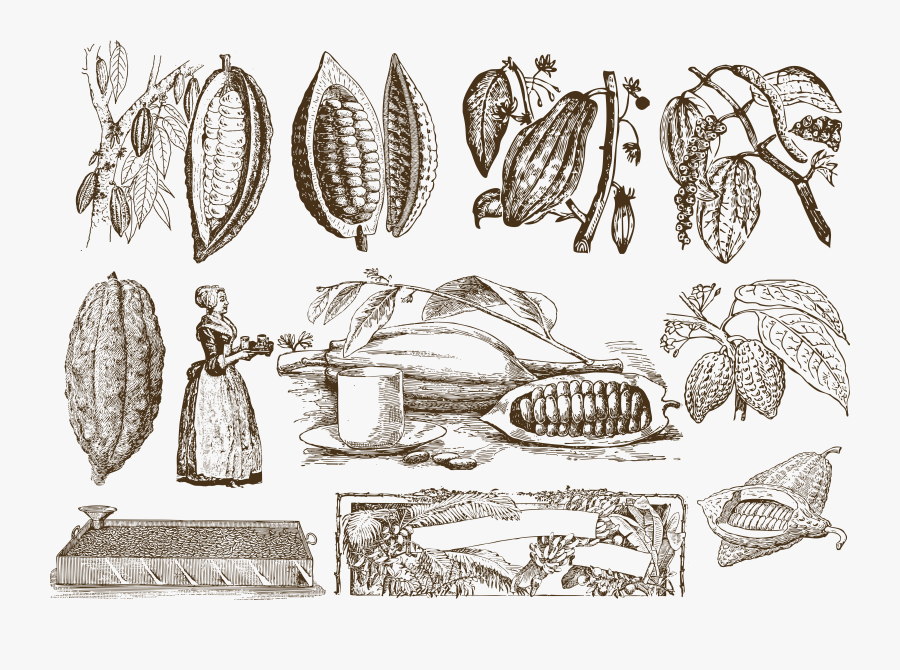 Transparent Cocoa Png - Drawing Cocoa Png, Transparent Clipart