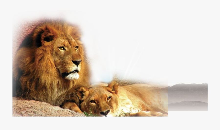 Transparent Lion Cub Clipart - Difference Between A Lion, Transparent Clipart