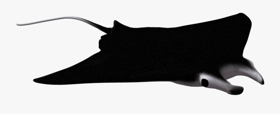 Manta Ray 01 By Wolverine041269 - Manta Ray No Background, Transparent Clipart