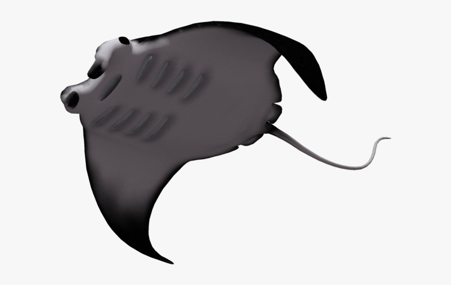 Manta Ray Clipart , Png Download - Manta Ray Png, Transparent Clipart