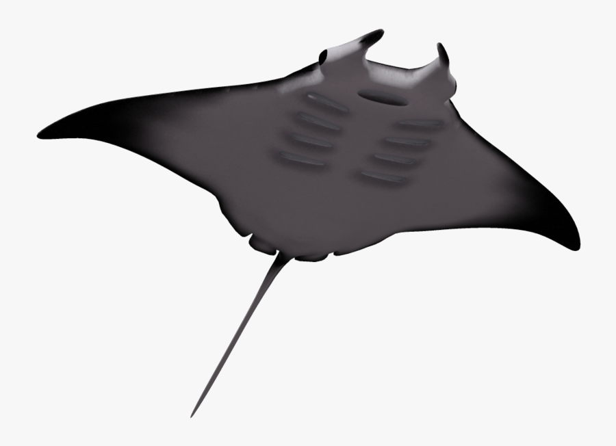 Manta Ray 02 By Wolverine0412 - Manta Ray No Background, Transparent Clipart