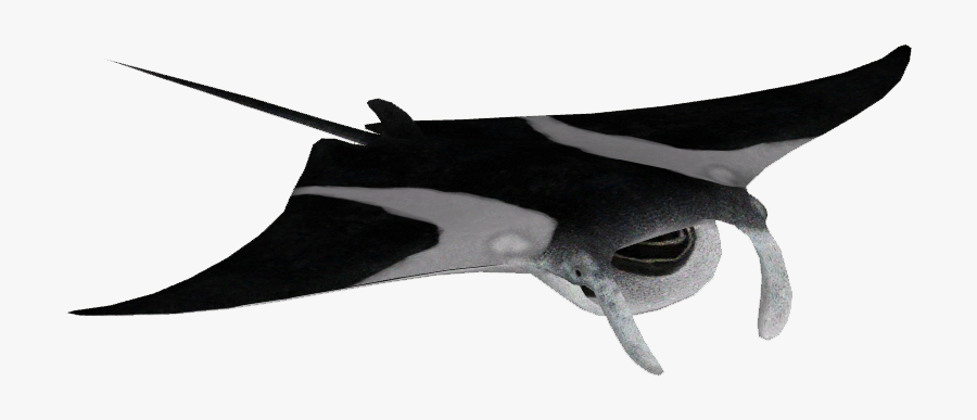Reef Manta Ray - European Swallow, Transparent Clipart