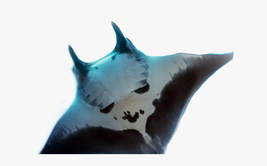 Stingray Stingrays Freetoedit - Mantarraya Gigante, Transparent Clipart
