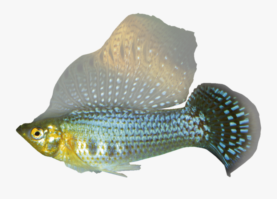 Ray-finned Fish, Transparent Clipart