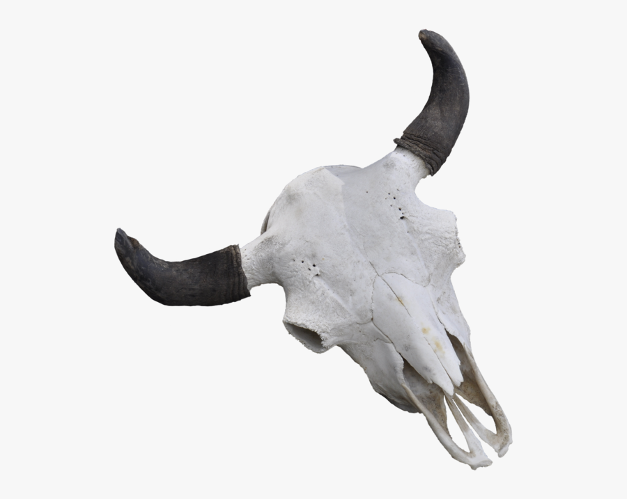 Cattle Skull Jeffrey Horn - Bull, Transparent Clipart