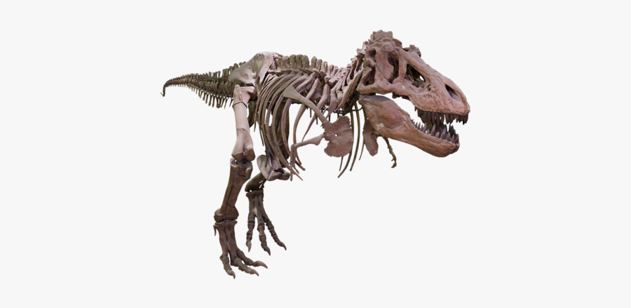 T Rex Image Free Clipart Hq - Tyrannosaurus, Transparent Clipart