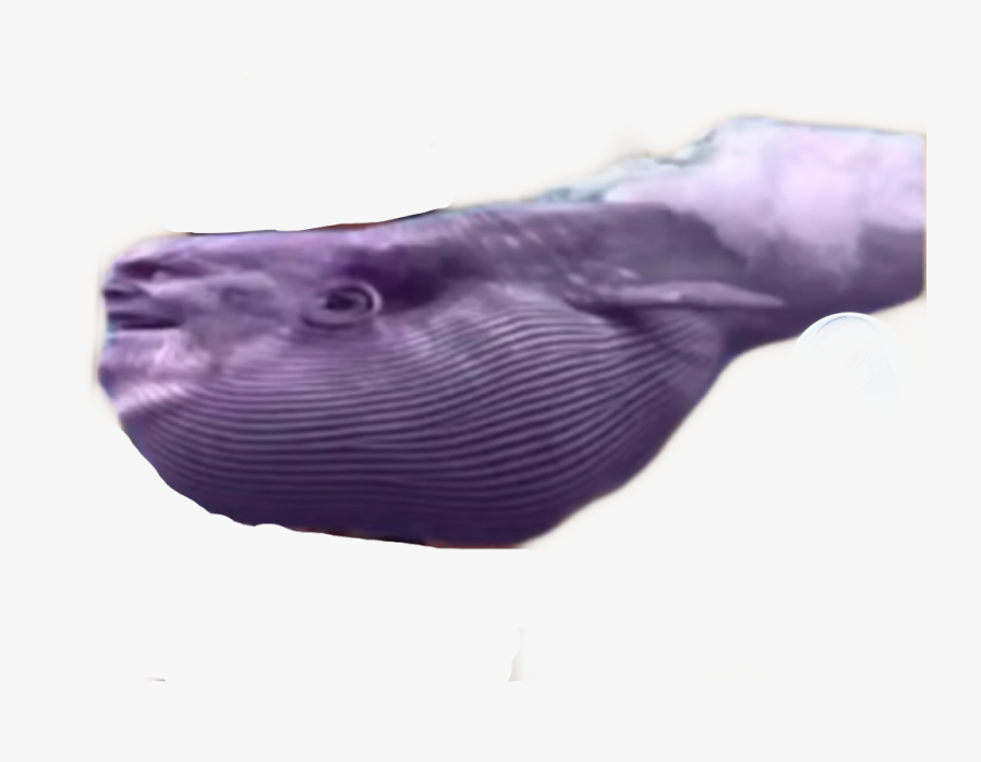 #thanos #whale #whanos #freetoedit - R Bossfight, Transparent Clipart
