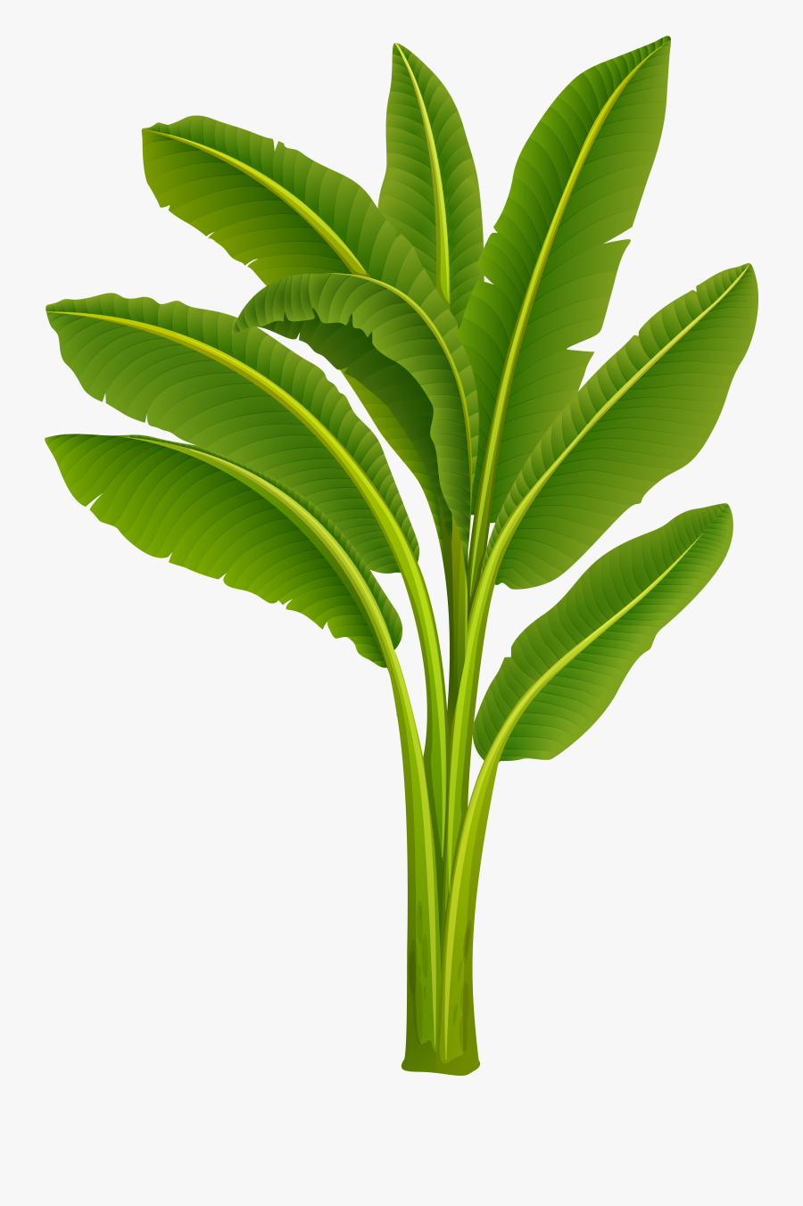 Transparent Banana Tree Clipart - Banana Tree For Pooja, Transparent Clipart