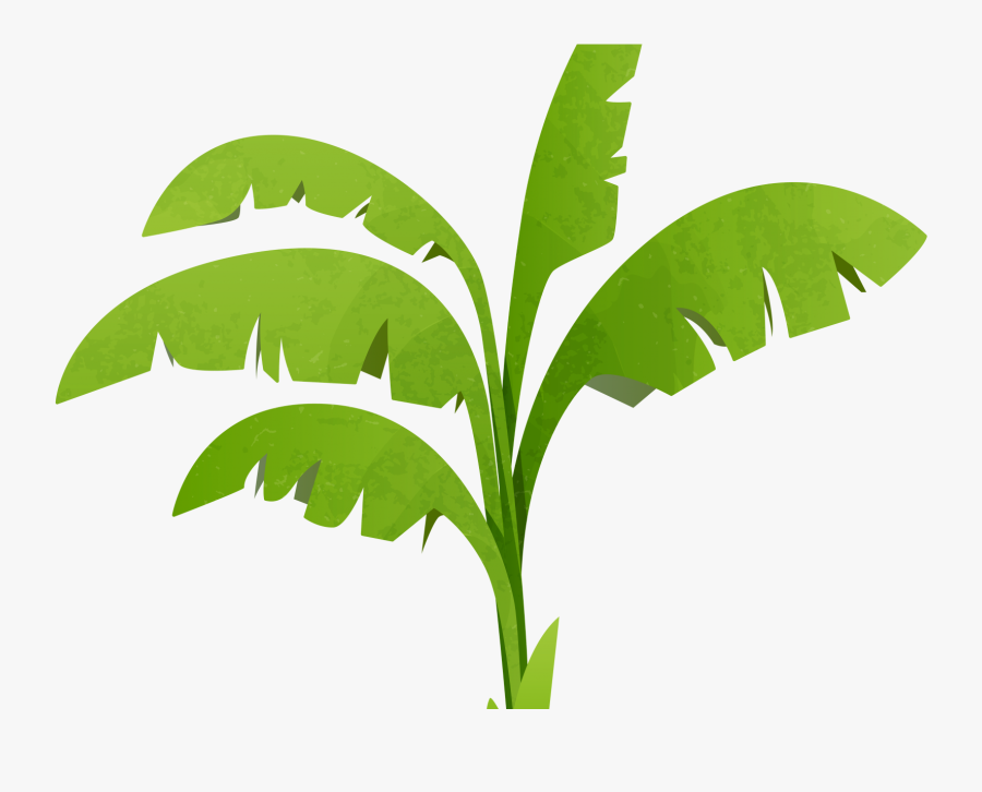 Transparent Banana Tree Png Clipart , Png Download - Clipart Plants Transparent Background, Transparent Clipart