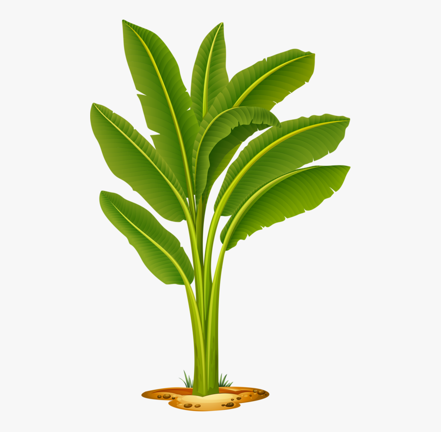 Transparent Plant A Tree Clipart - Banana Tree Images Png, Transparent Clipart