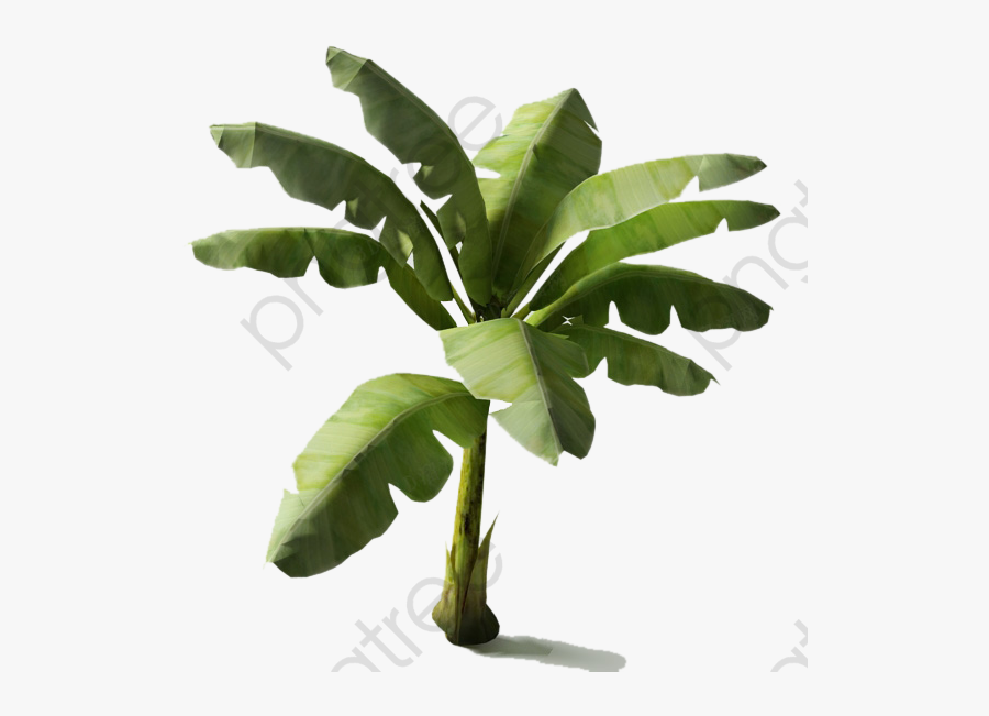 Transparent Aquarium Plants Clipart - Banana Tree 3d Models, Transparent Clipart