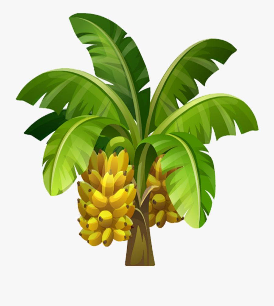 #mq #banana #tree #trees #fruit #fruits - Cartoon Banana Tree Png, Transparent Clipart