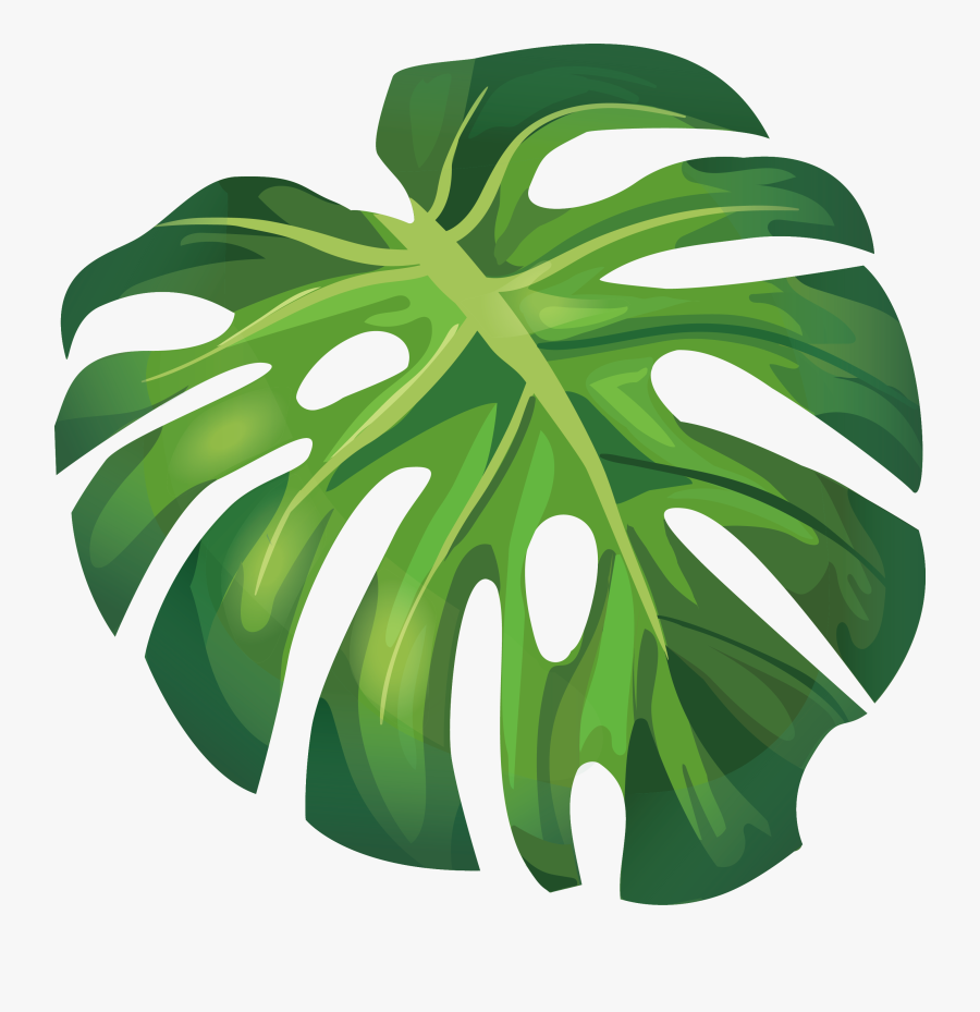 Transparent Banana Leaf Png - Monstera Leaf Vector Png, Transparent Clipart