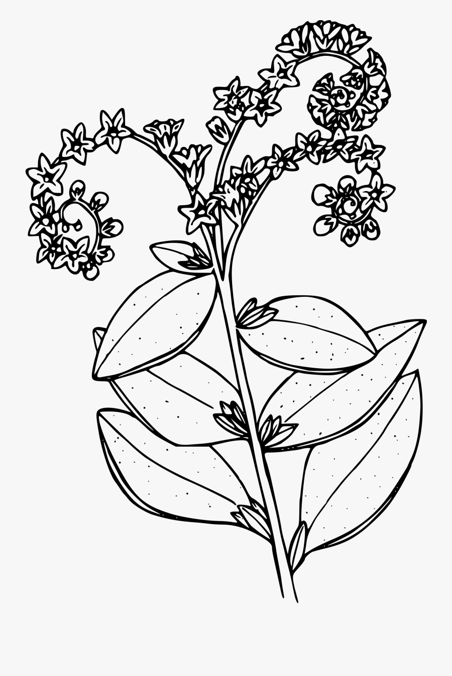 Salt Heliotrope Clip Arts - Line Art, Transparent Clipart