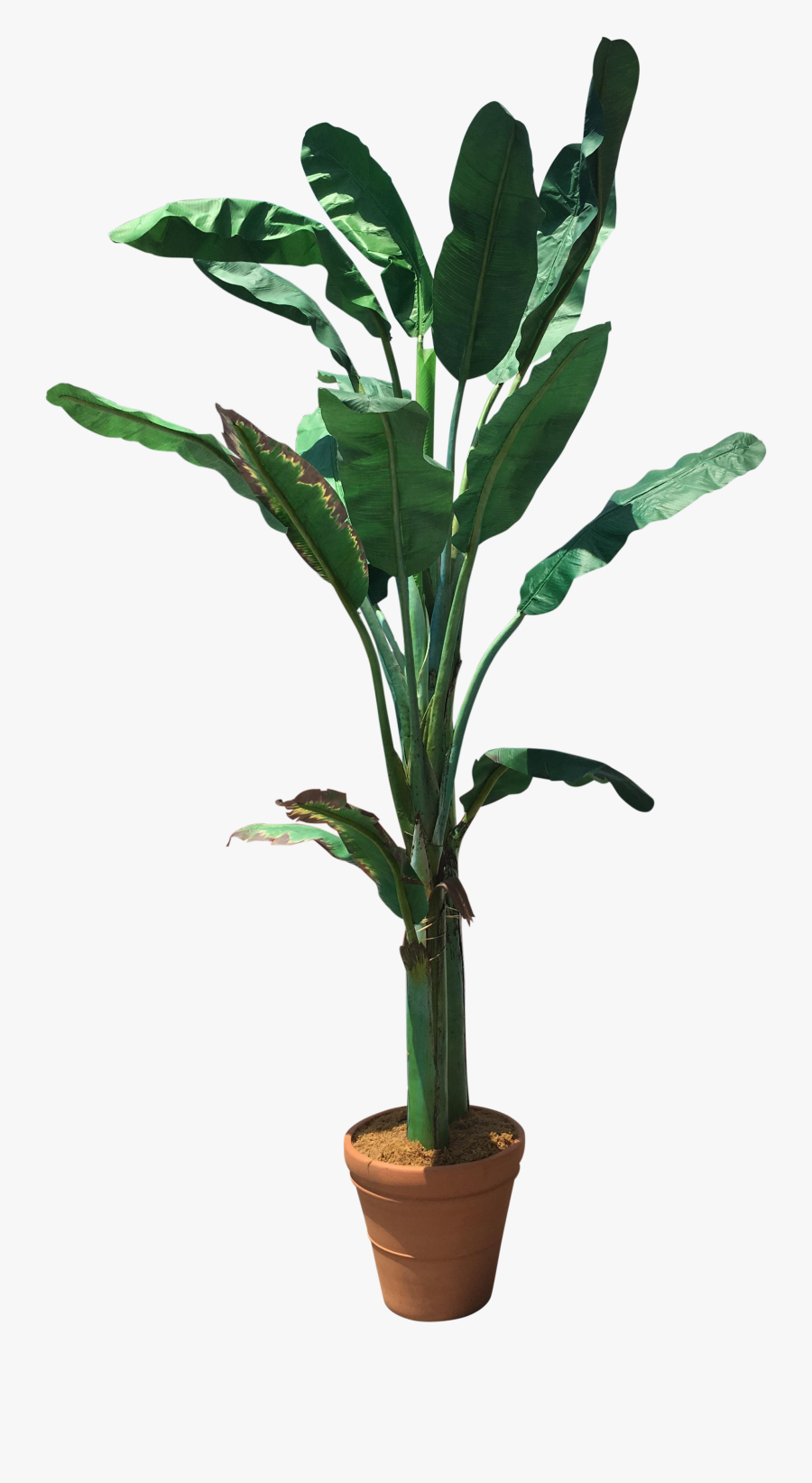 Transparent Banana Tree Png, Transparent Clipart