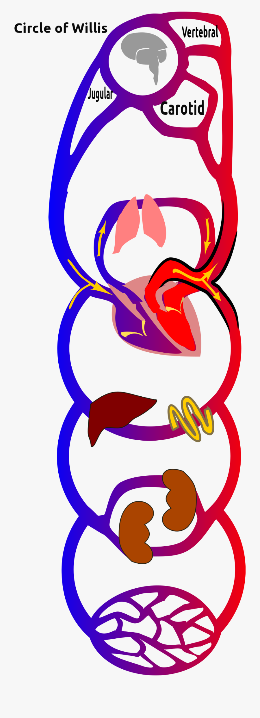 Iodine - Big And Small Circulation, Transparent Clipart