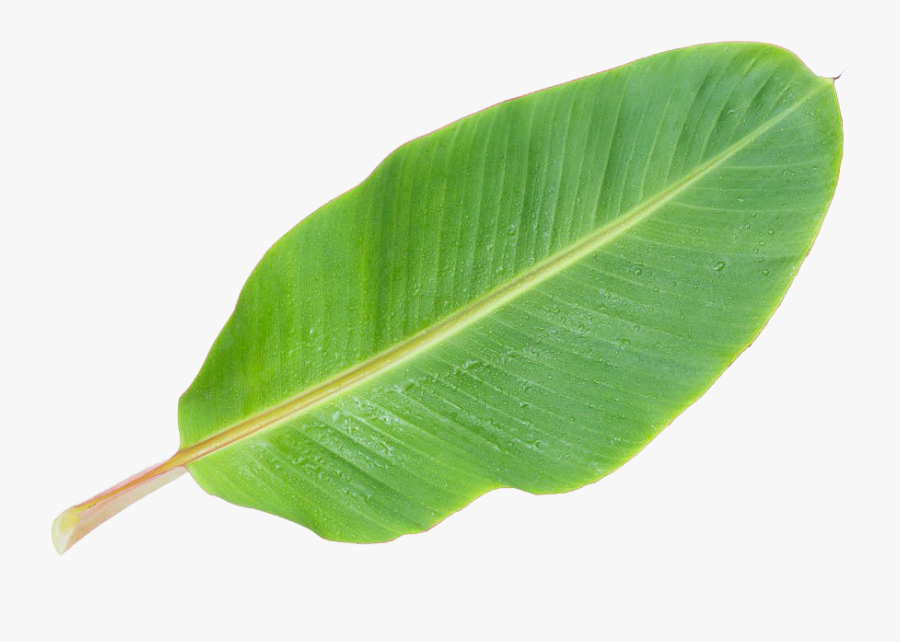 Leaf Musa Basjoo Banana Picture Download Free Image - Banana Tree Leaf Clipart, Transparent Clipart