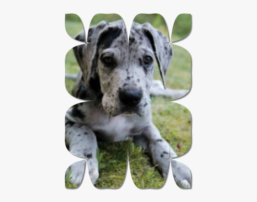 Gr Dane Plaid Teal - Great Dane Grey And White, Transparent Clipart
