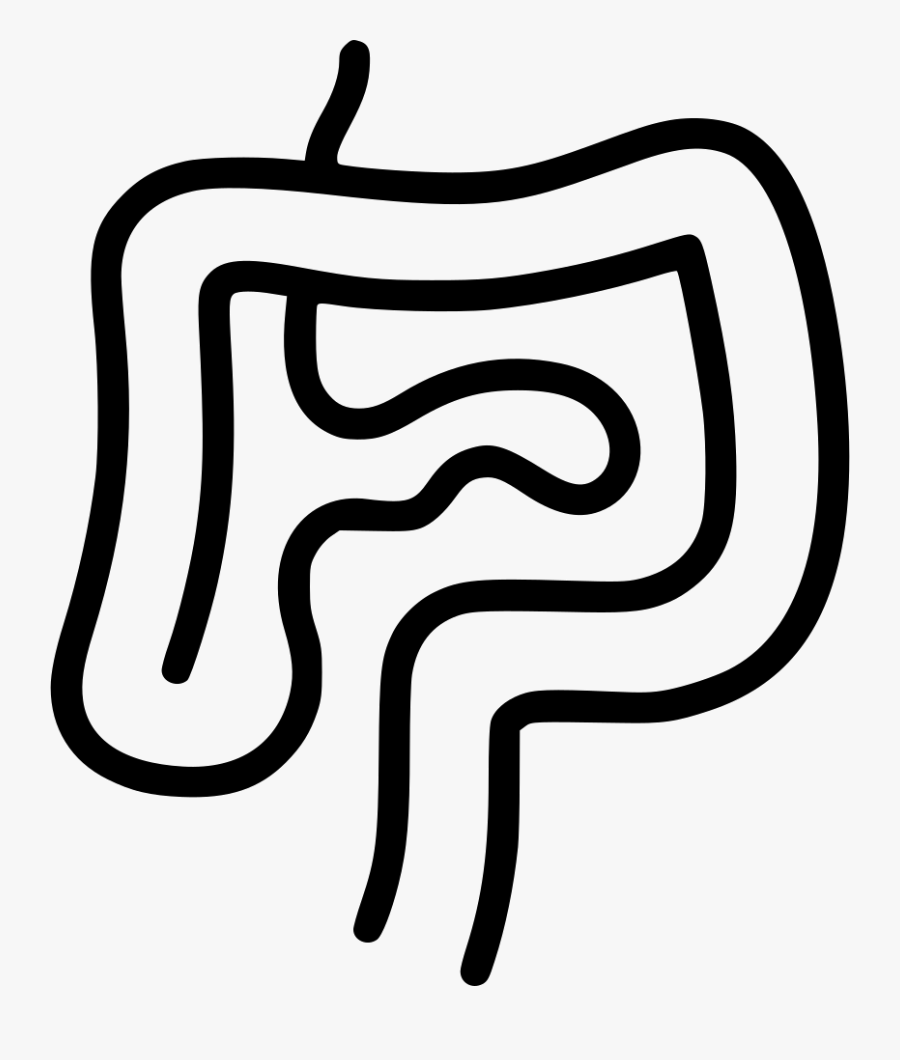 Intestines Digestion Gastroenterology Internal Organs - Large Intestine, Transparent Clipart