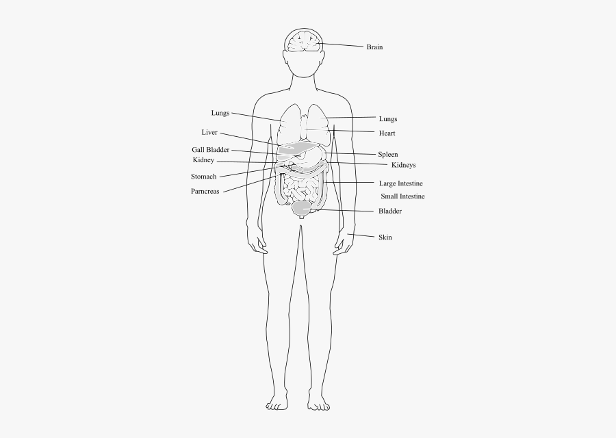 Organ Clipart - Sketch, Transparent Clipart