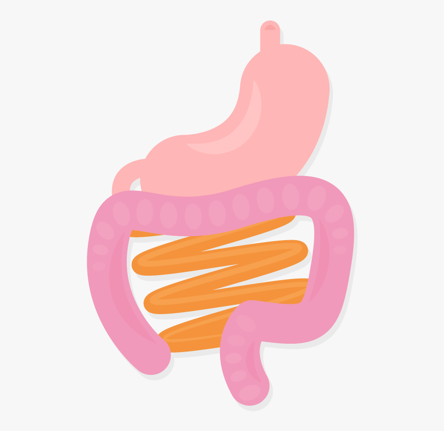 Stomach Intestines Organs Body Gi System Vector Illustration - Illustration, Transparent Clipart