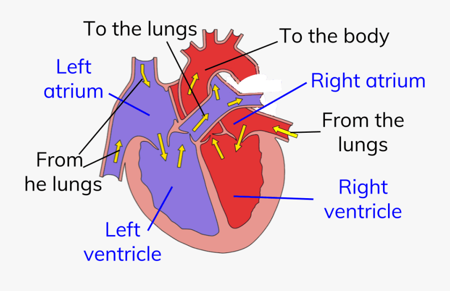 Transparent Heart Organ Clipart - Jatco Jf506e, Transparent Clipart