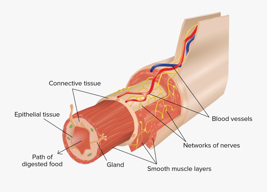Clip Art Tissues Organ Systems Article - Organ Tissue, Transparent Clipart