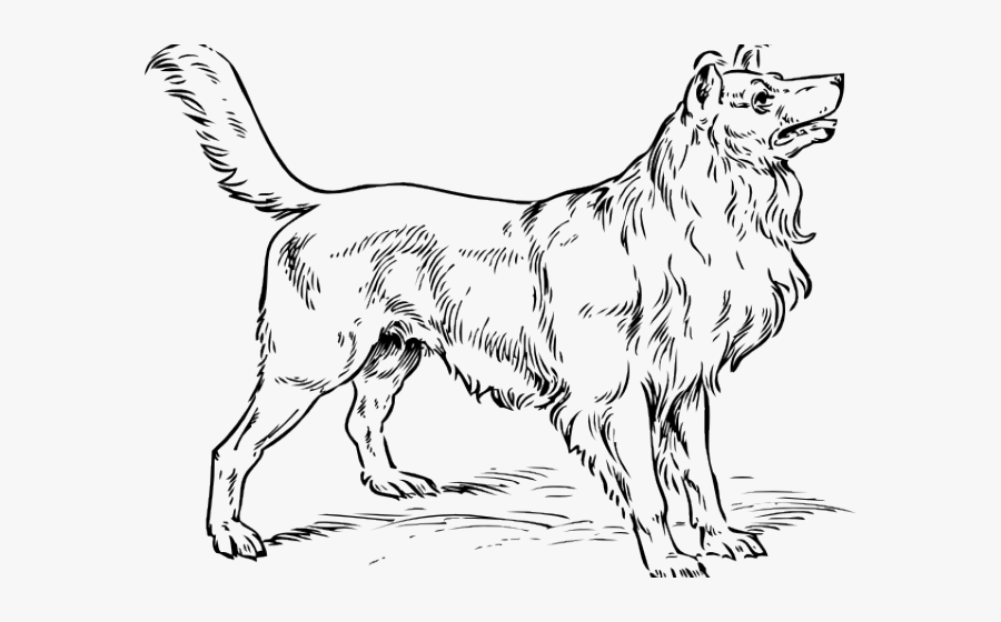 Transparent Black Dog Clipart - Collie Dog Coloring Pages, Transparent Clipart