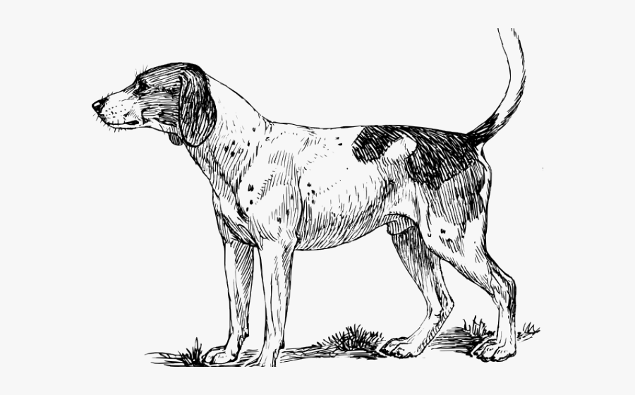 Hound Dog Clipart - Hound Png, Transparent Clipart