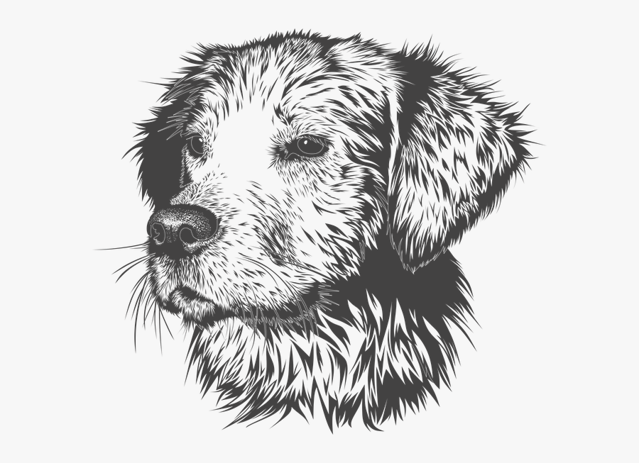 Dog, Animal, Domestic Animal, Doggie, Pet, Portrait - Golden Retriever Head Drawing, Transparent Clipart