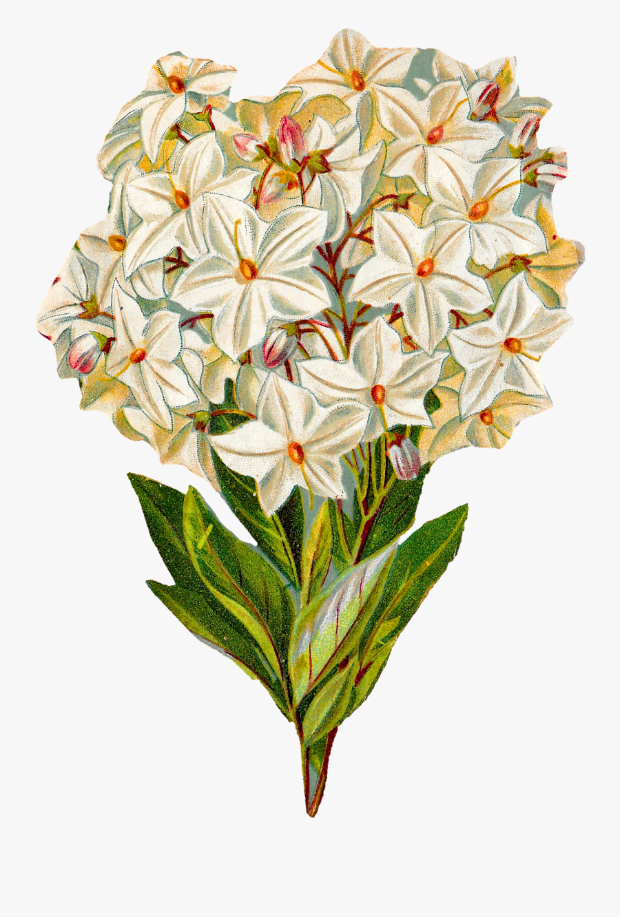 Antique Images Free Flower - Botanical Illustration Vintage Flowers Png, Transparent Clipart