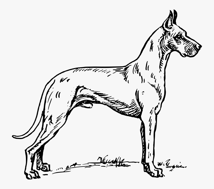 Great Dane - Great Dane Line Art, Transparent Clipart