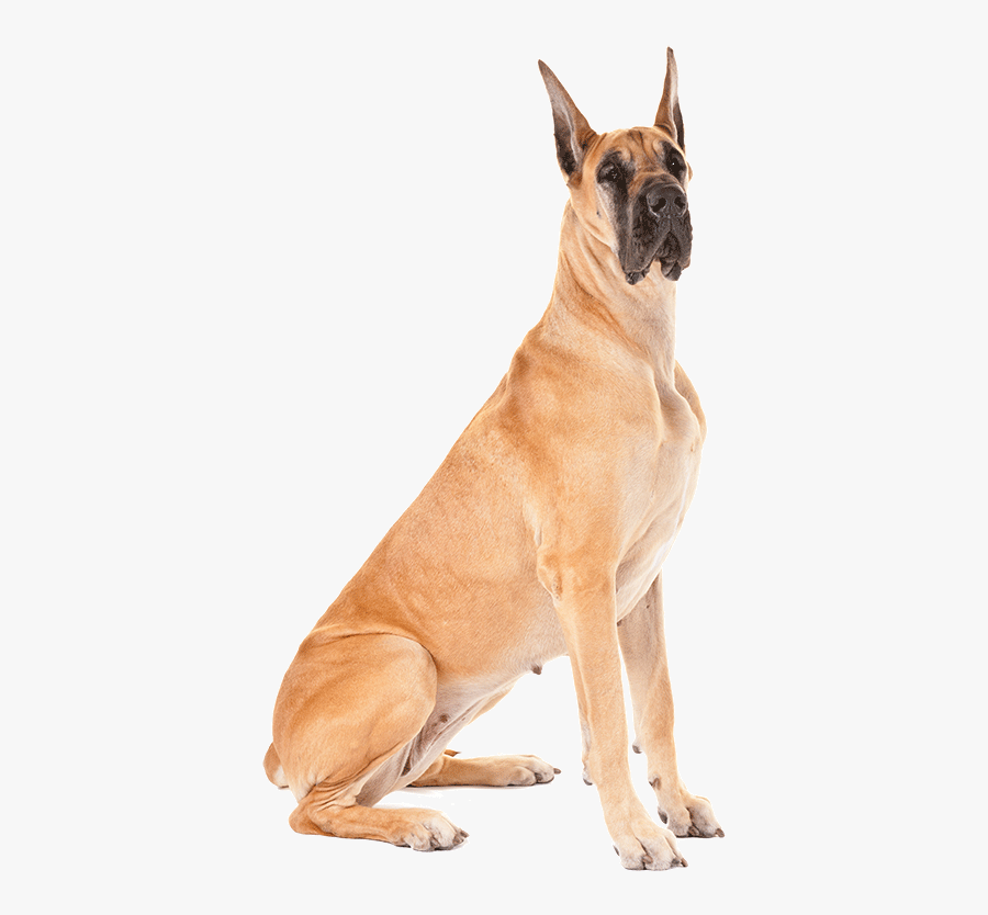 Clip Art Breed Information Love Pinterest - Great Dane Dog Png, Transparent Clipart