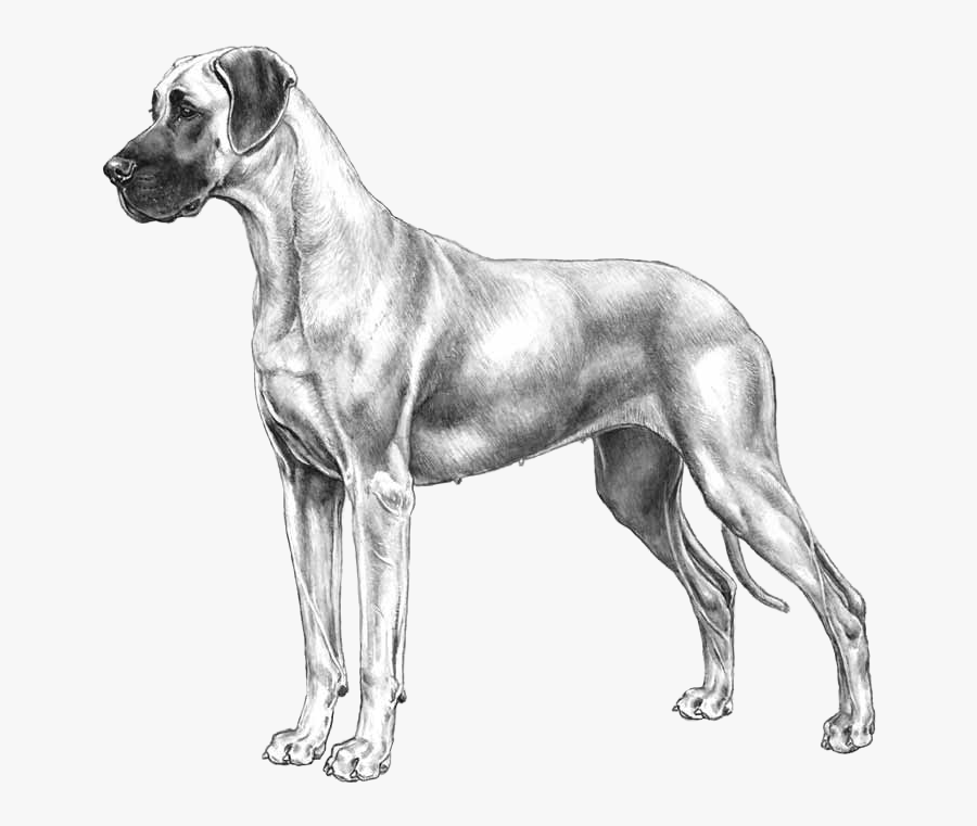 Transparent Great Dane Clipart - Great Dane Png Art, Transparent Clipart