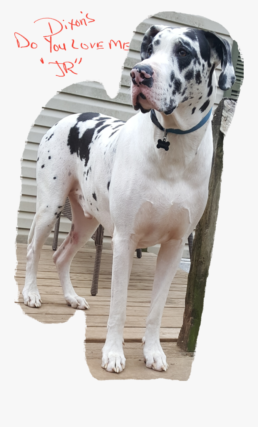 - Great Dane - Great Dane, Transparent Clipart