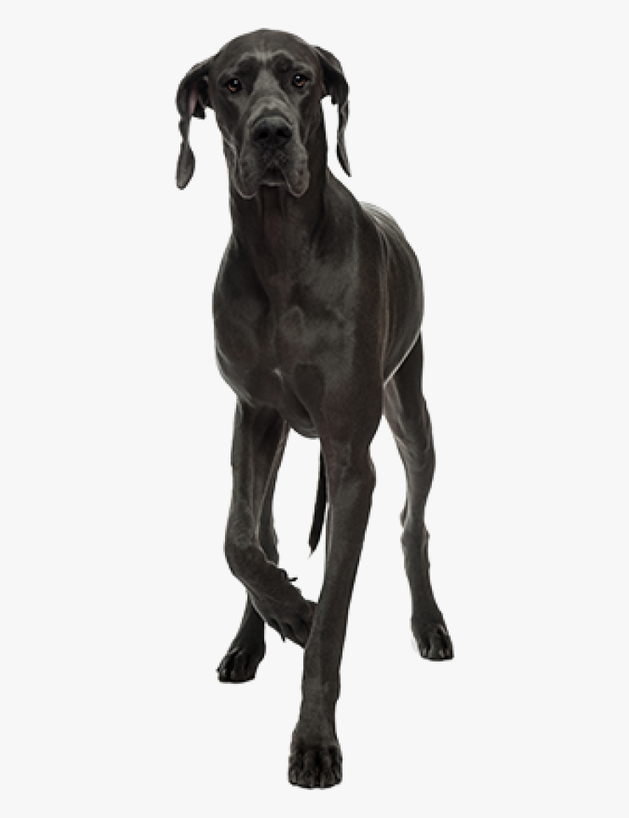 Transparent Great Dane Png, Transparent Clipart