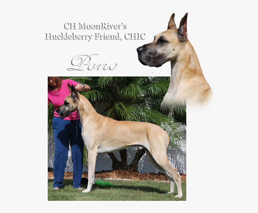 Transparent Great Dane Png - Great Dane, Transparent Clipart