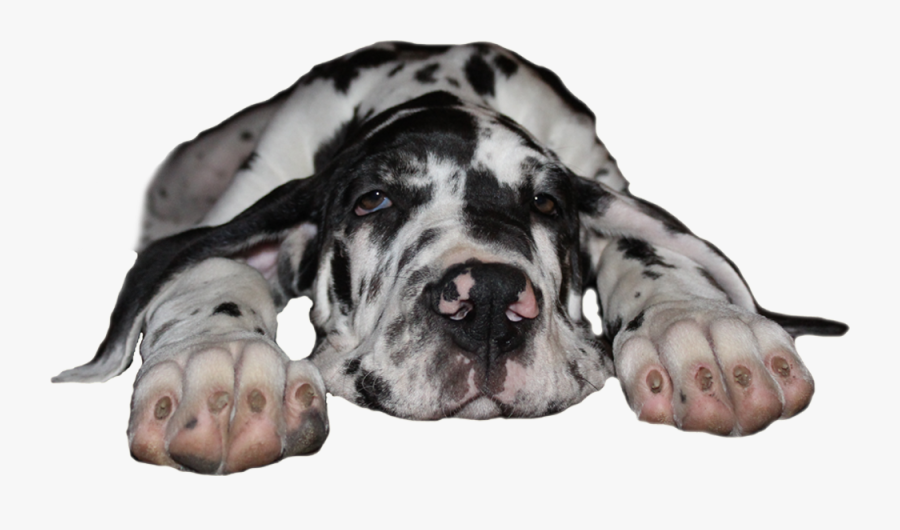 Great Dane Png - Dog Yawns, Transparent Clipart