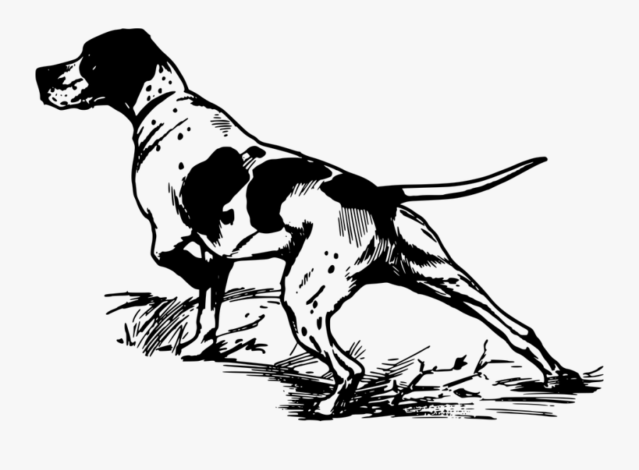 Animal, Dog, Hunting, Pointer - German Shorthair Pointer Clipart, Transparent Clipart