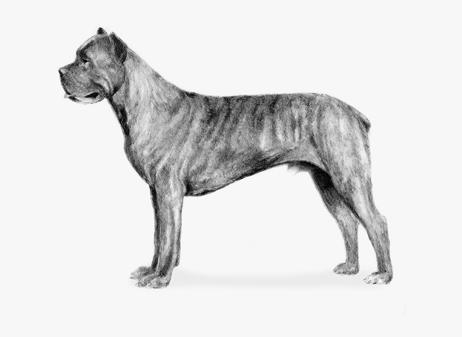 Cane Corso - White And Grey Cane Corso, Transparent Clipart